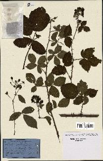 spécimen de Rubus nitidus