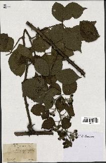 spécimen de Rubus rhamnifolius