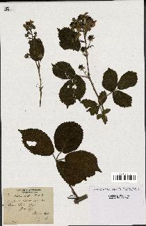 spécimen de Rubus plicatus