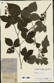 spécimen de Rubus nemorosus