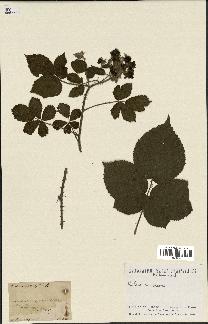 spécimen de Rubus nemorosus