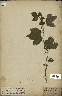 spécimen de Rubus saxatilis