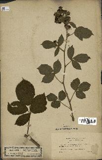 spécimen de Rubus silvaticus