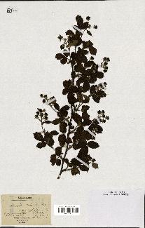 spécimen de Rubus corylifolius