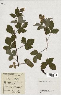 spécimen de Rubus argenteus