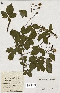 spécimen de Rubus nitidus