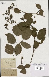 spécimen de Rubus nitidus