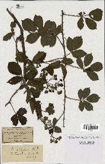 spécimen de Rubus nitidus