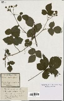 spécimen de Rubus rivalis