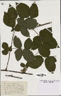 spécimen de Rubus pallidicaulis