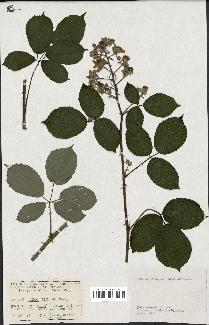 spécimen de Rubus bifrons