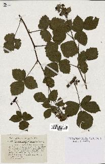 spécimen de Rubus conglomeratus