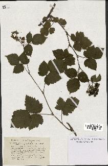 spécimen de Rubus spiculatus