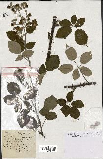 spécimen de Rubus sp.