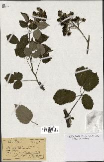 spécimen de Rubus sp.