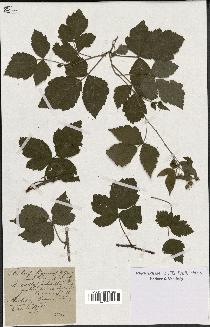 spécimen de Rubus ligerinus