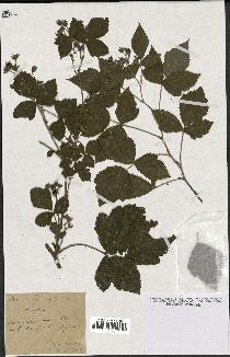 spécimen de Rubus ligerinus