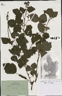 spécimen de Rubus ligerinus