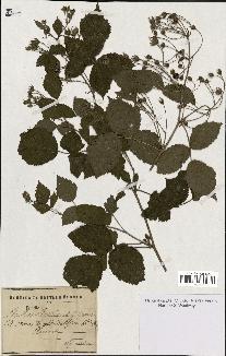 spécimen de Rubus ligerinus