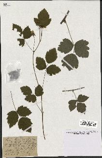 spécimen de Rubus ligerinus