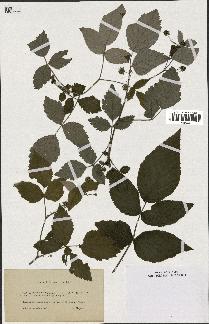 spécimen de Rubus idaeus