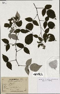 spécimen de Rubus idaeus