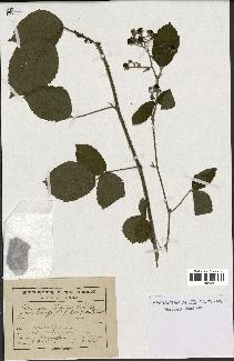 spécimen de Rubus hirtus