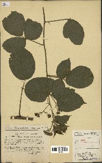 spécimen de Rubus bellardii