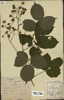 spécimen de Rubus bellardii