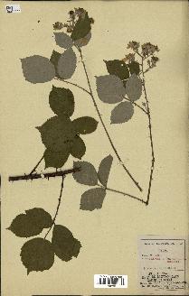 spécimen de Rubus bifrons