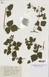 spécimen de Rubus caesius