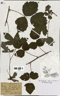 spécimen de Rubus caesius