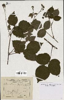 spécimen de Rubus caesius