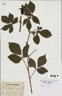 spécimen de Rubus caesius