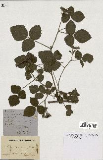 spécimen de Rubus caesius