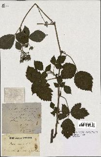 spécimen de Rubus caesius