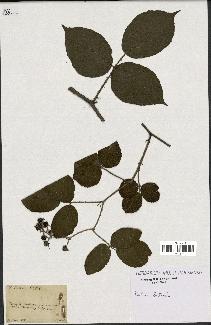 spécimen de Rubus bellardii