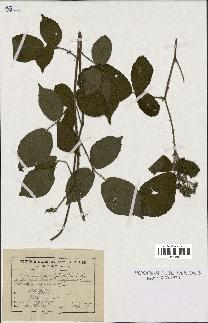 spécimen de Rubus glandulosus