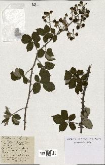 spécimen de Rubus rusticanus