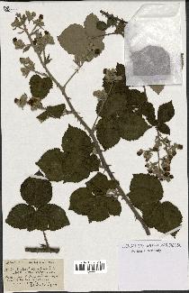 spécimen de Rubus bosquetianus