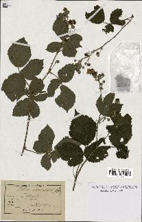 spécimen de Rubus nemorosus