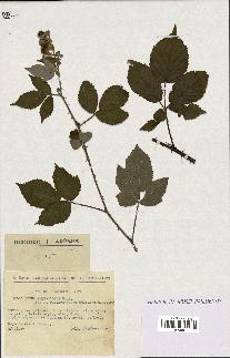 spécimen de Rubus thyrsoideus