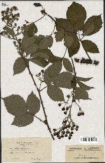 spécimen de Rubus thyrsoideus