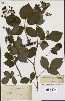 spécimen de Rubus thyrsoideus