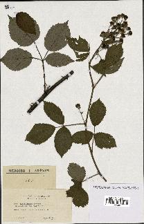 spécimen de Rubus thyrsoideus