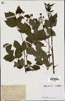 spécimen de Rubus nitidus