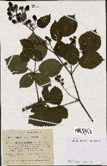 spécimen de Rubus nitidus