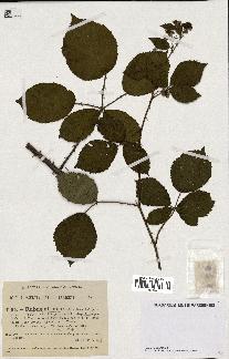 spécimen de Rubus nitidus