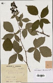 spécimen de Rubus thyrsoideus