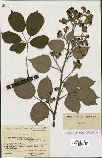 spécimen de Rubus thyrsoideus